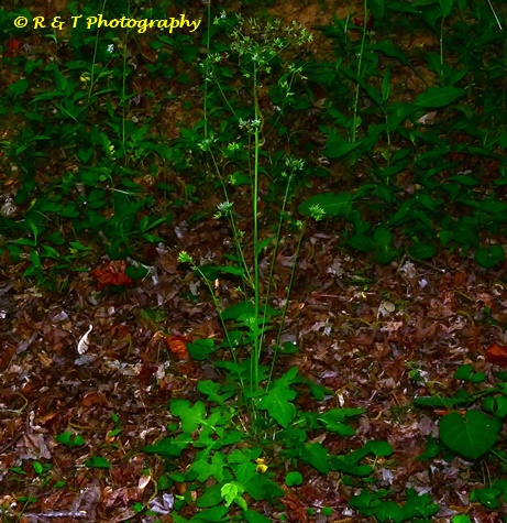 {Youngia japonica}